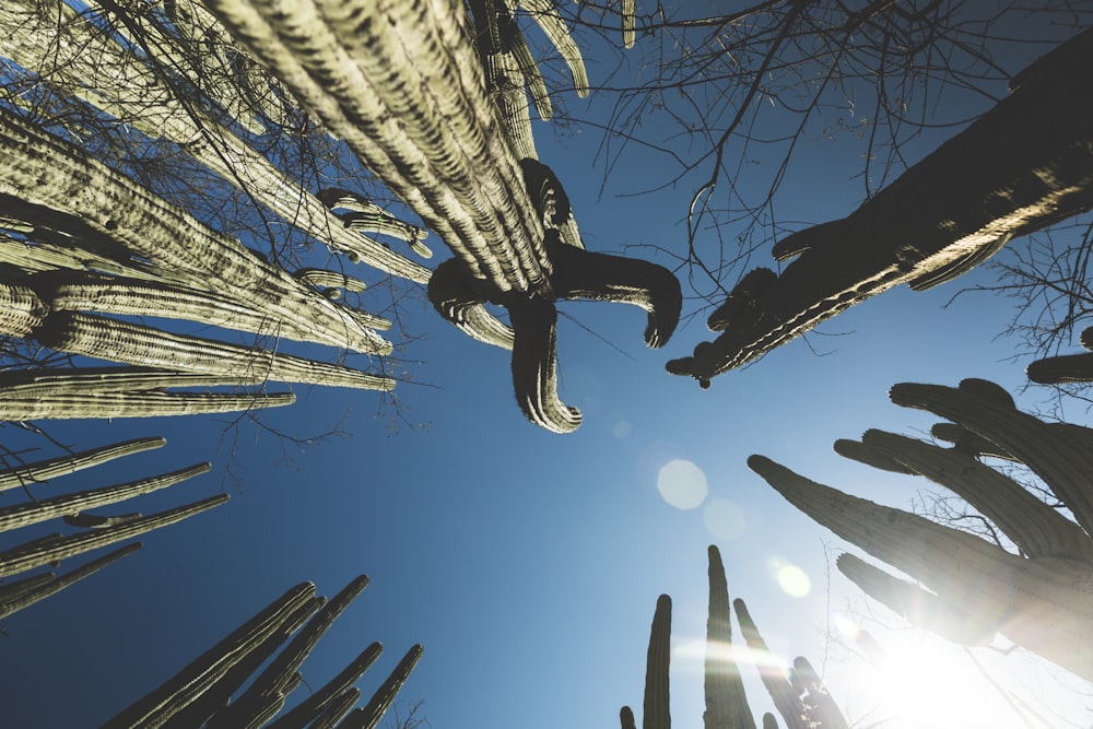 low-angle view of cactus