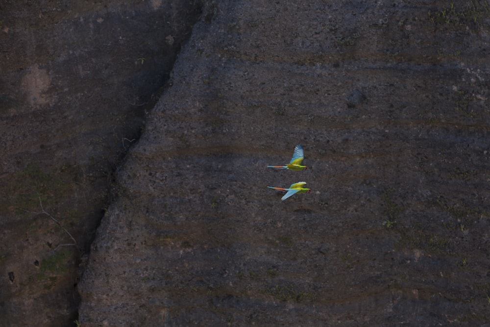 two small birds flying over a rocky cliff