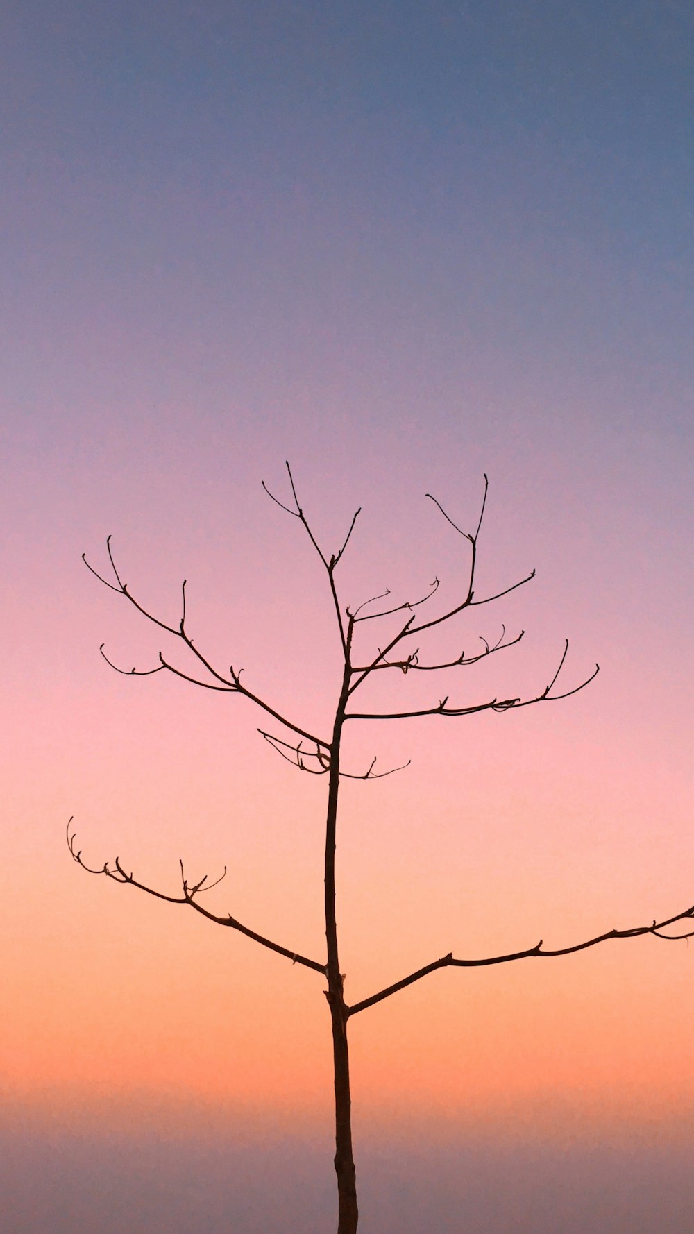 orange sky over bare tree at sunset