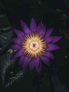 purple and yellow petaled flower