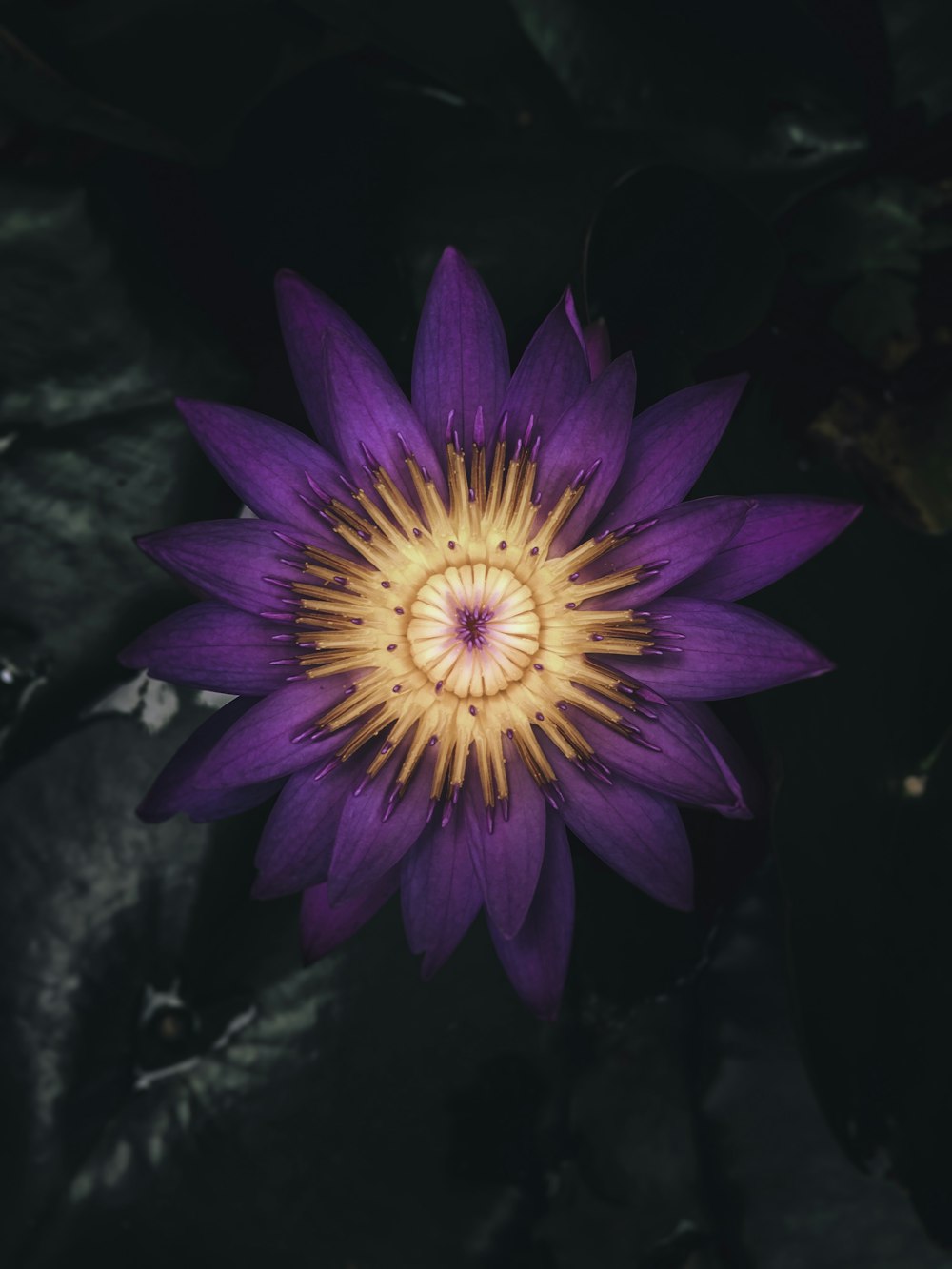 purple and yellow petaled flower