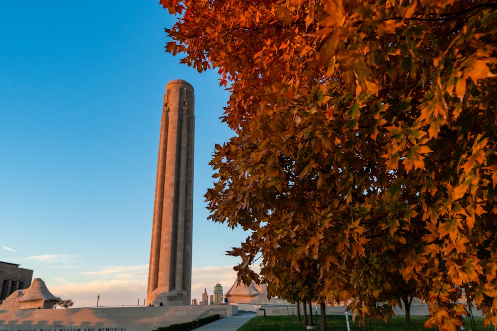 brown leafed trees