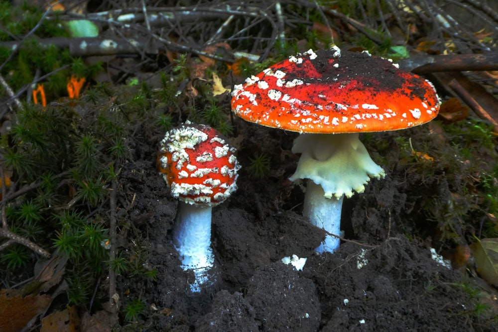 two red mushrooms on black soil