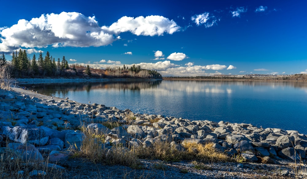 body of water surrounded with trees