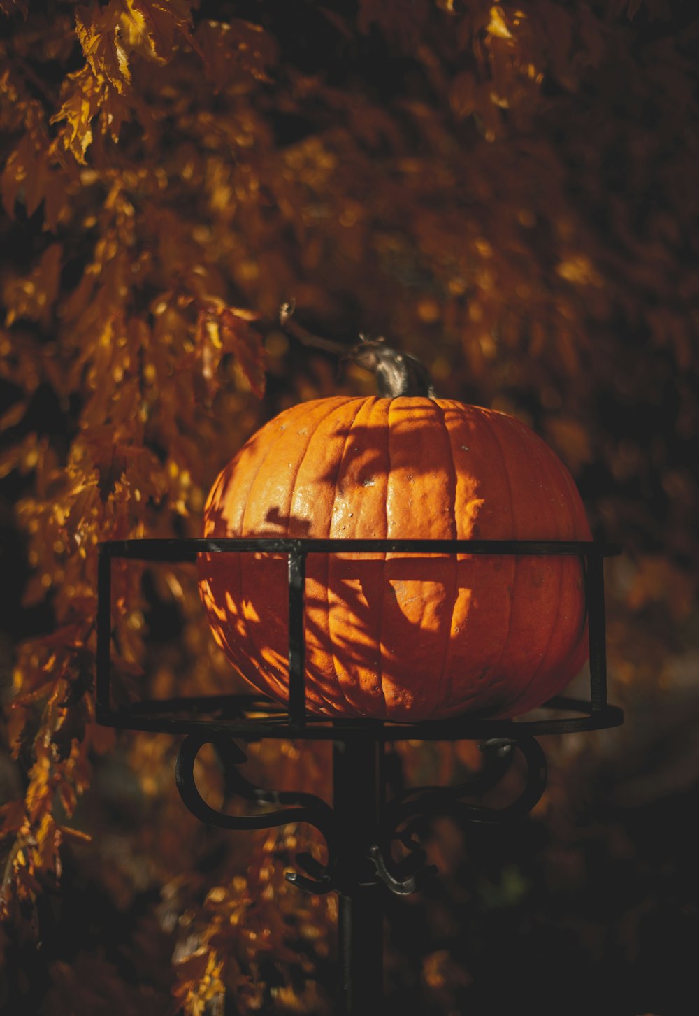 pumpkin on black rack