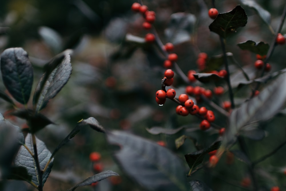 macro photography of small round red fruits on plant during daytime