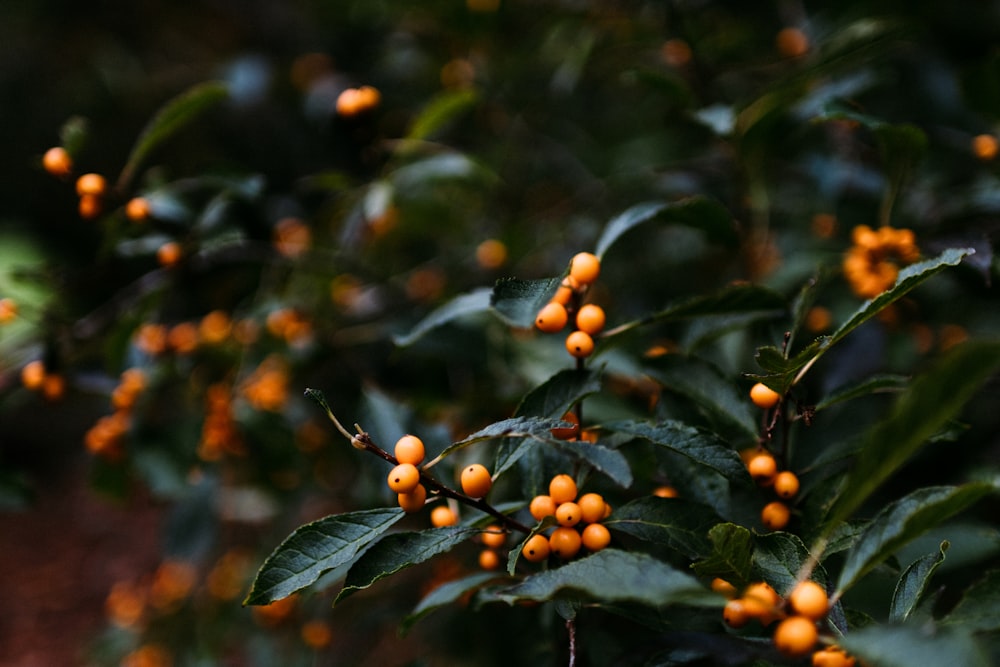 small round orange fruits