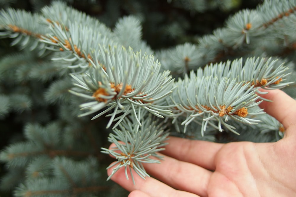 green pine tree branch