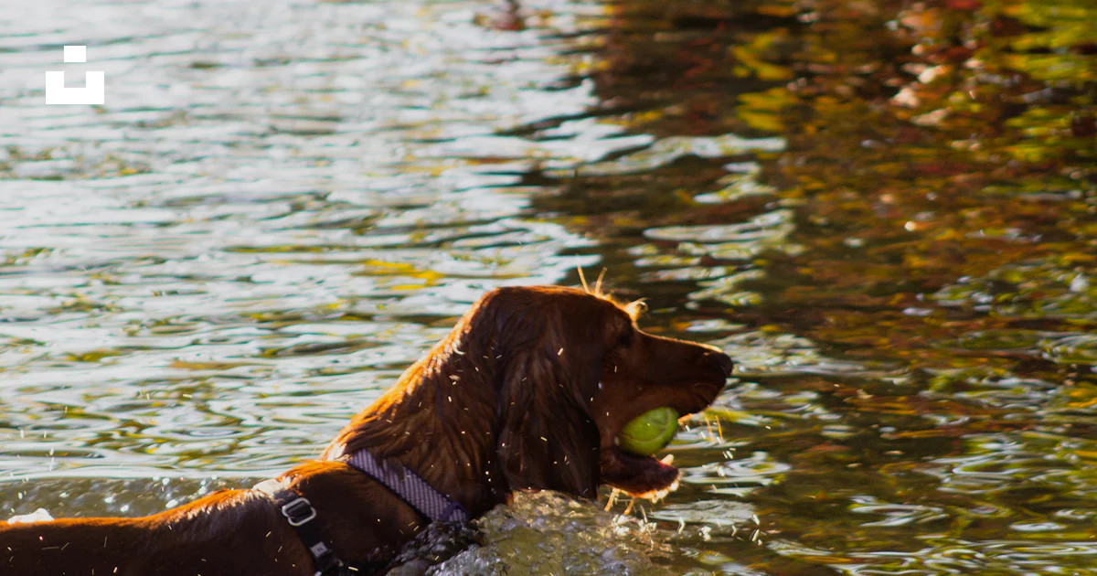 Foto Golden retriever oscuro mordiendo la pelota mientras está en el ...