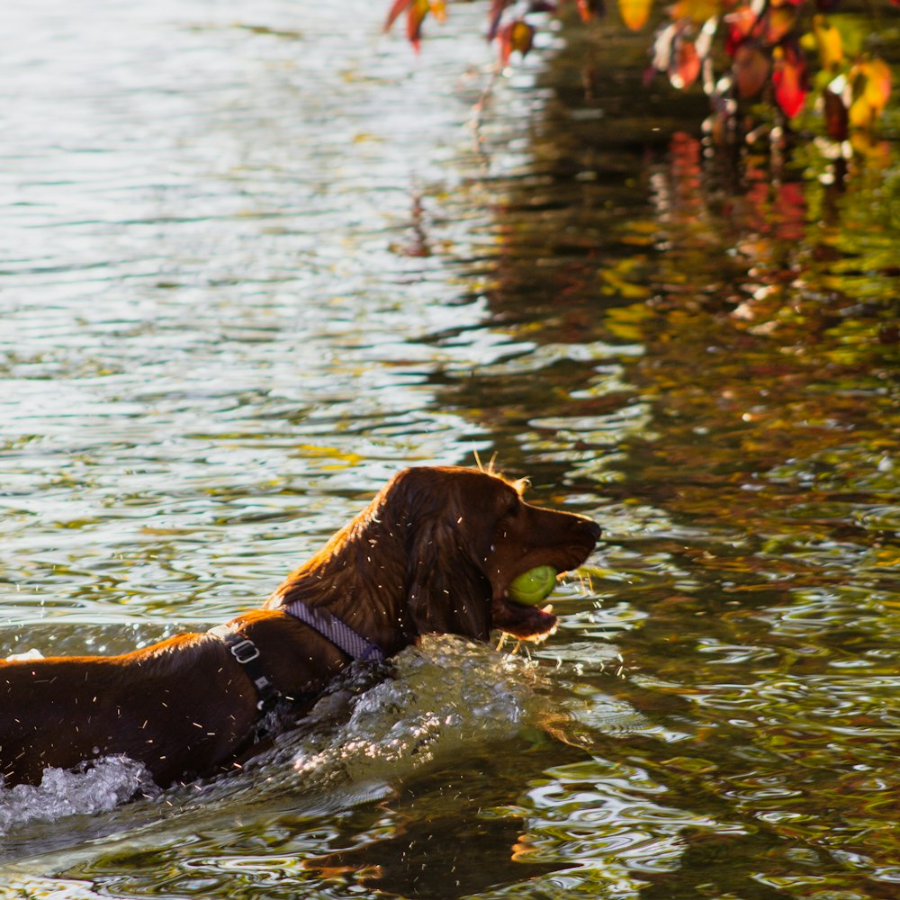 dark Golden retriever biting ball while in water during daytime