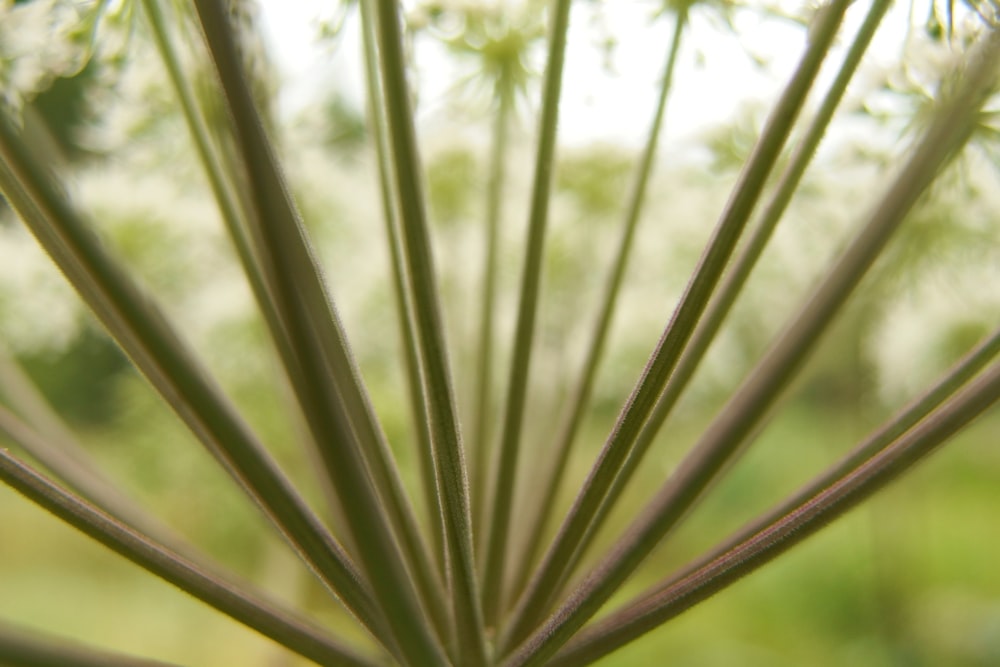 a close up of a plant with long thin stems