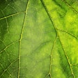 green leaf