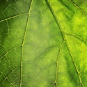 green leaf