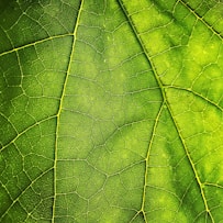 green leaf