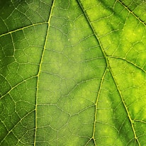 green leaf