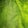 green leaf