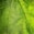 green leaf