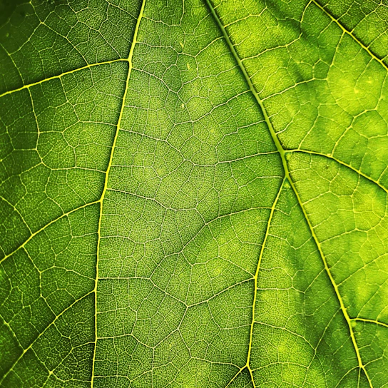 green leaf