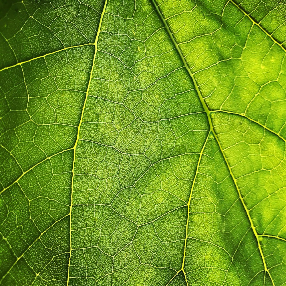 green leaf