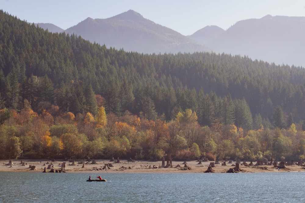 campo di alberi e specchio d'acqua calmo durante il giorno