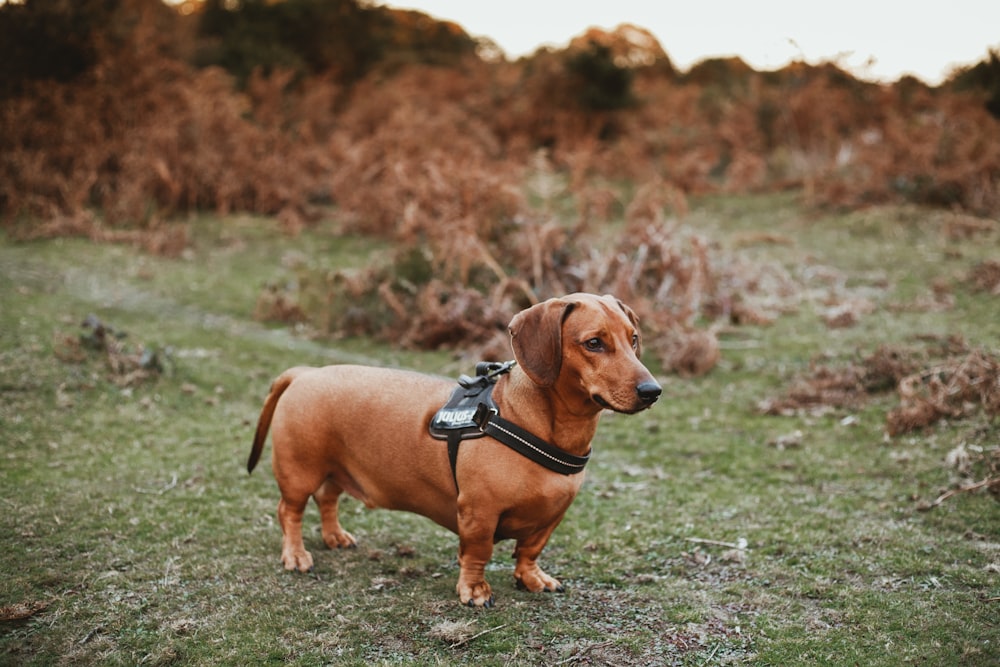 tan smooth dachshund stands on grass field