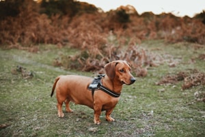 Reflective Safety Harness