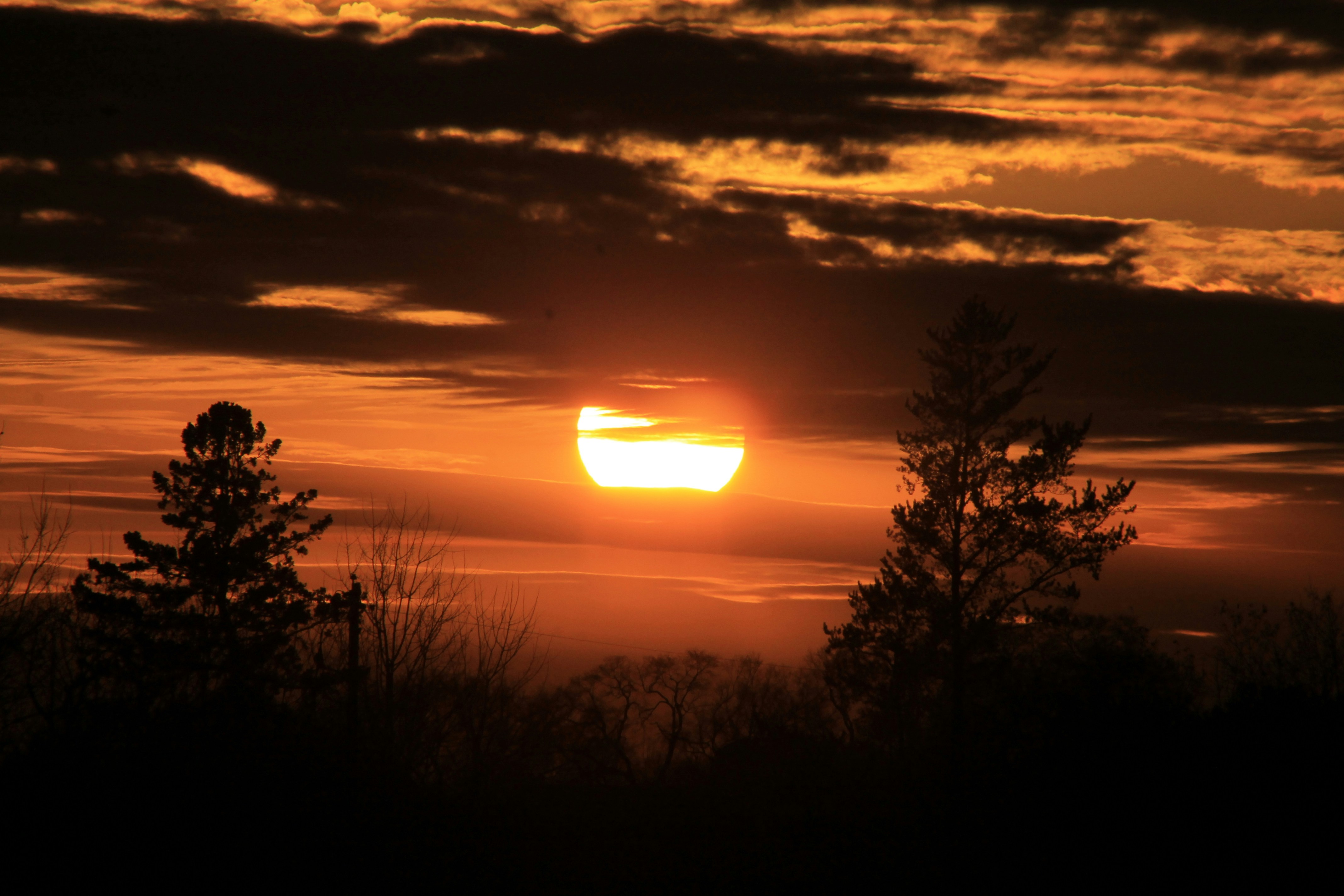 green trees under sunset