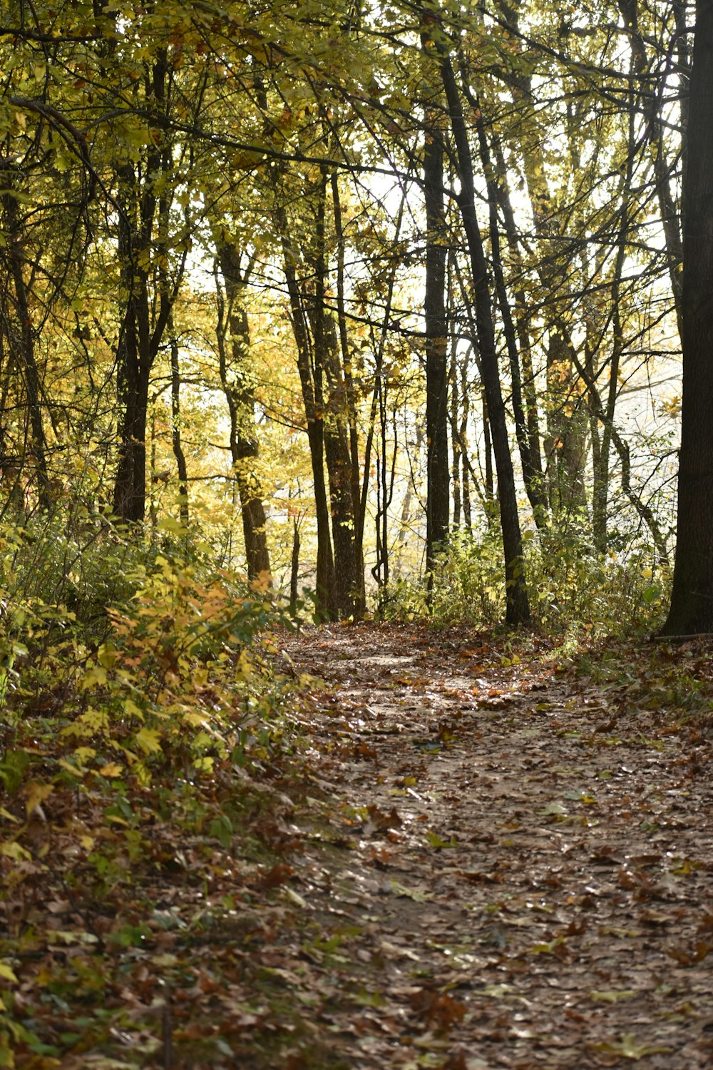 brown leaves covered dirt trail in woods
