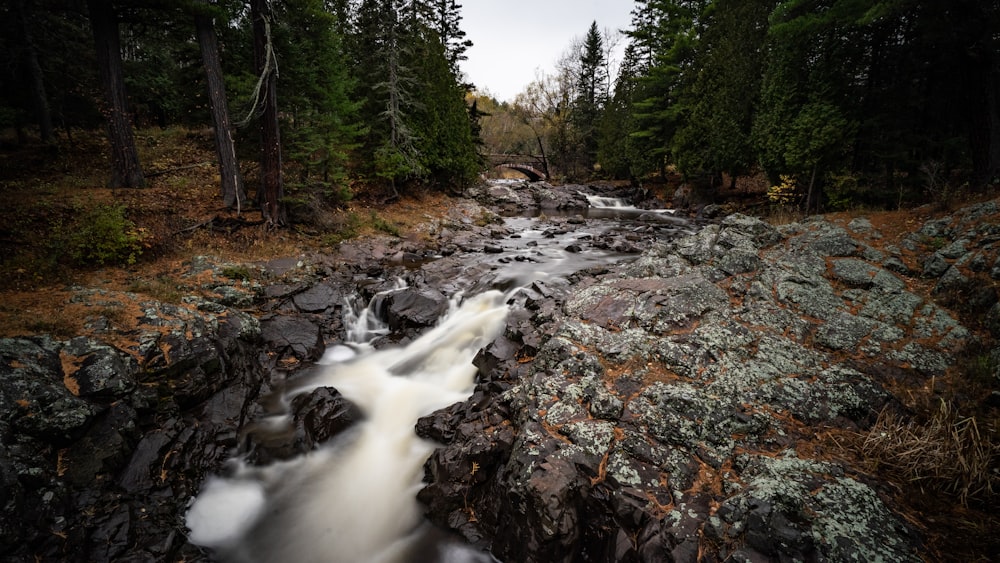 stream between trees during daytime