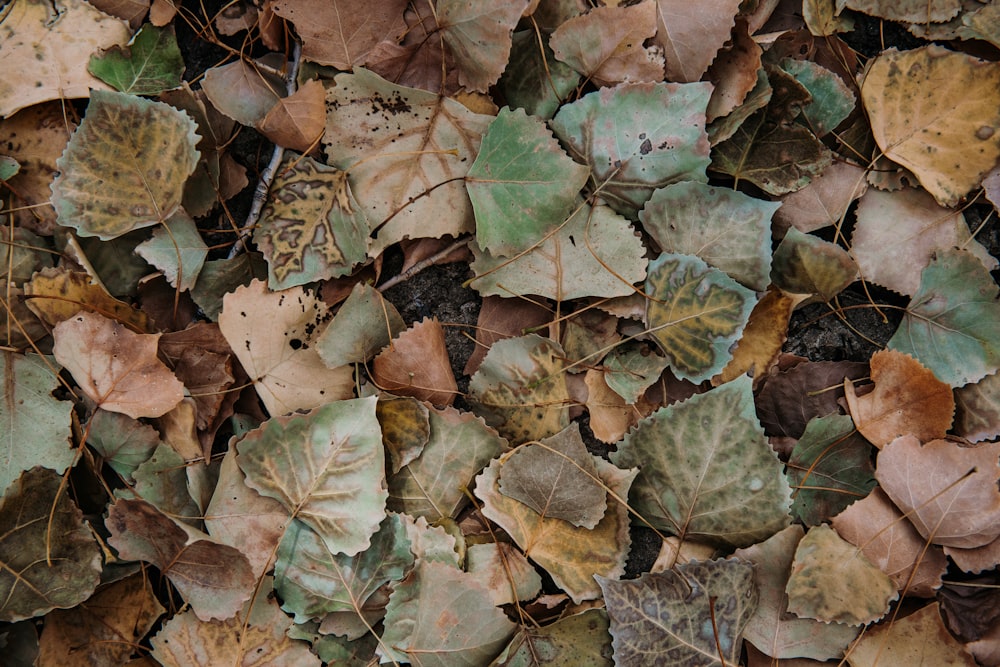 brown dried leaves