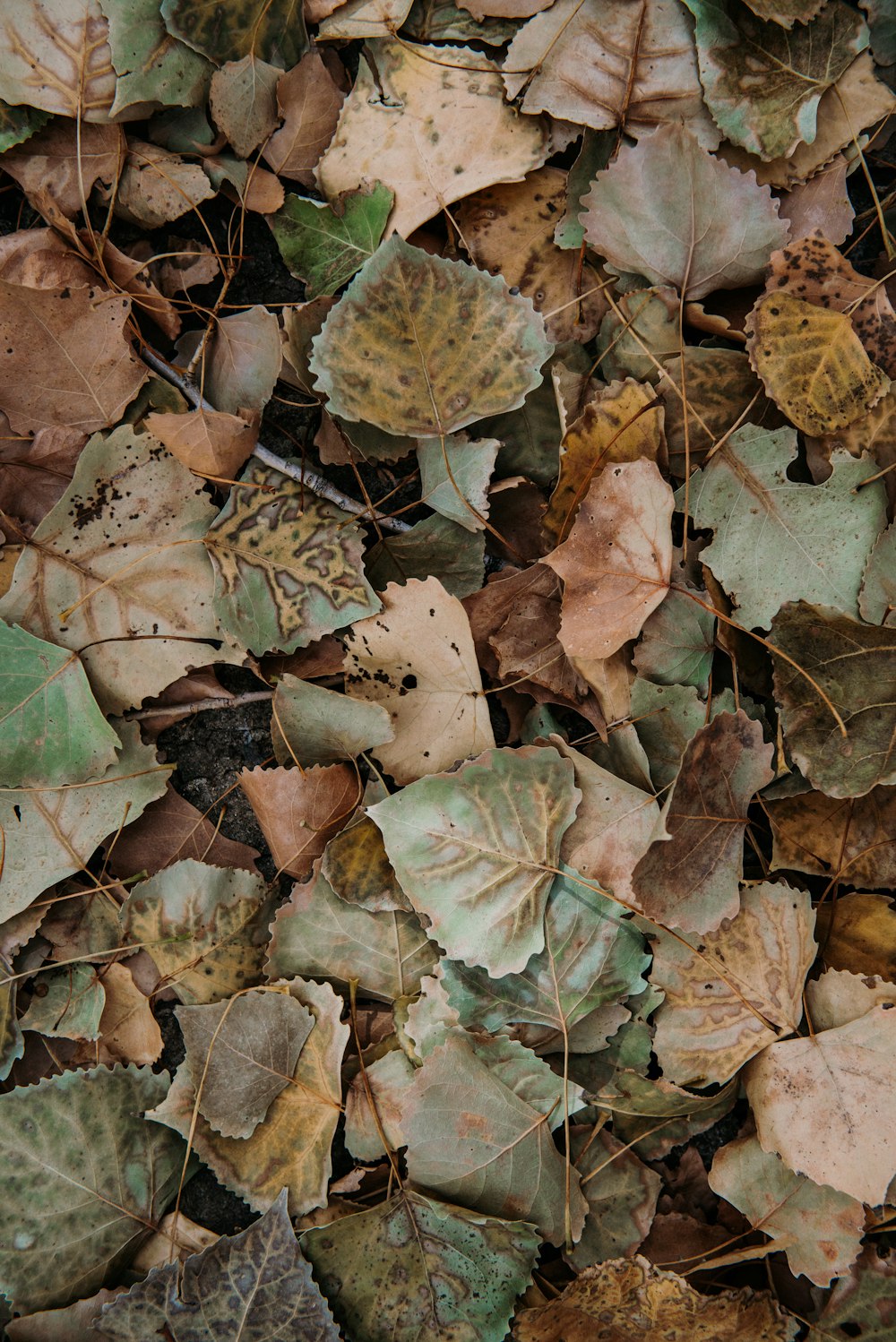 feuilles sèches