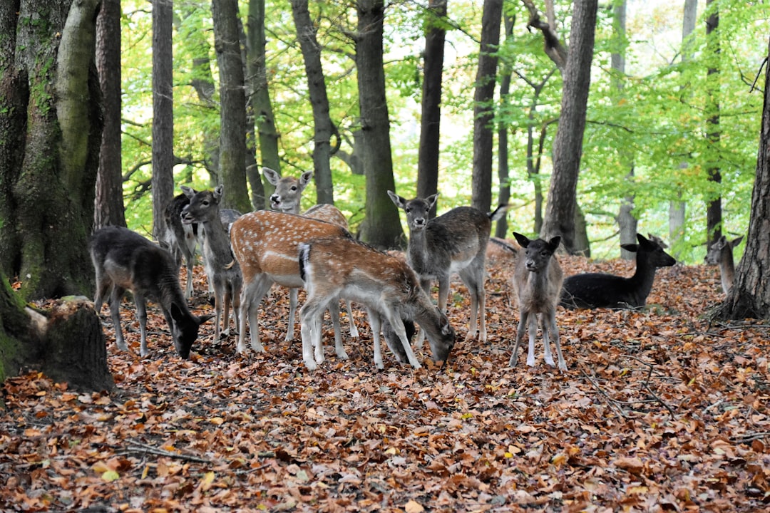 Forest photo spot Ehestorfer Heideweg 5 Bergen-Hohne