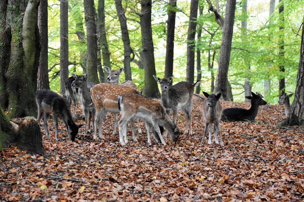 Lote de ciervos en el bosque
