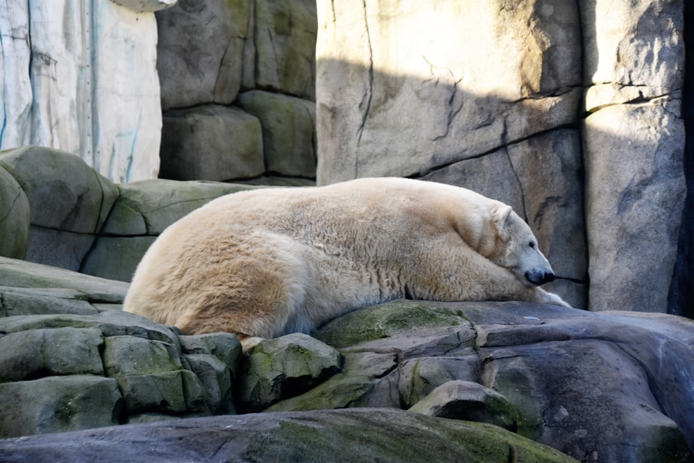 a white polar bear laying on top of rocks