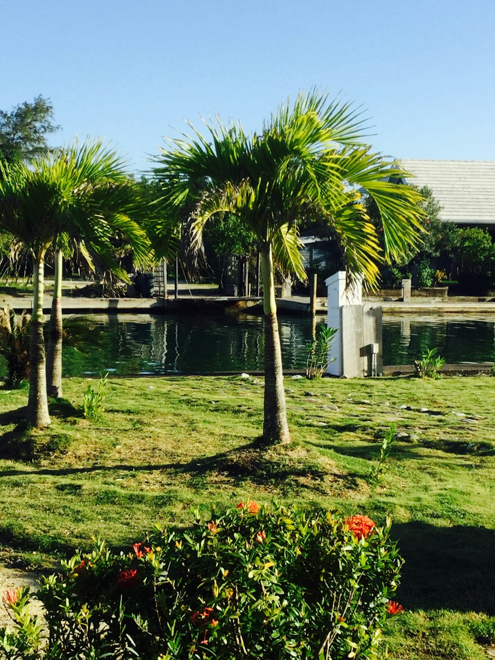 green palm trees near pond