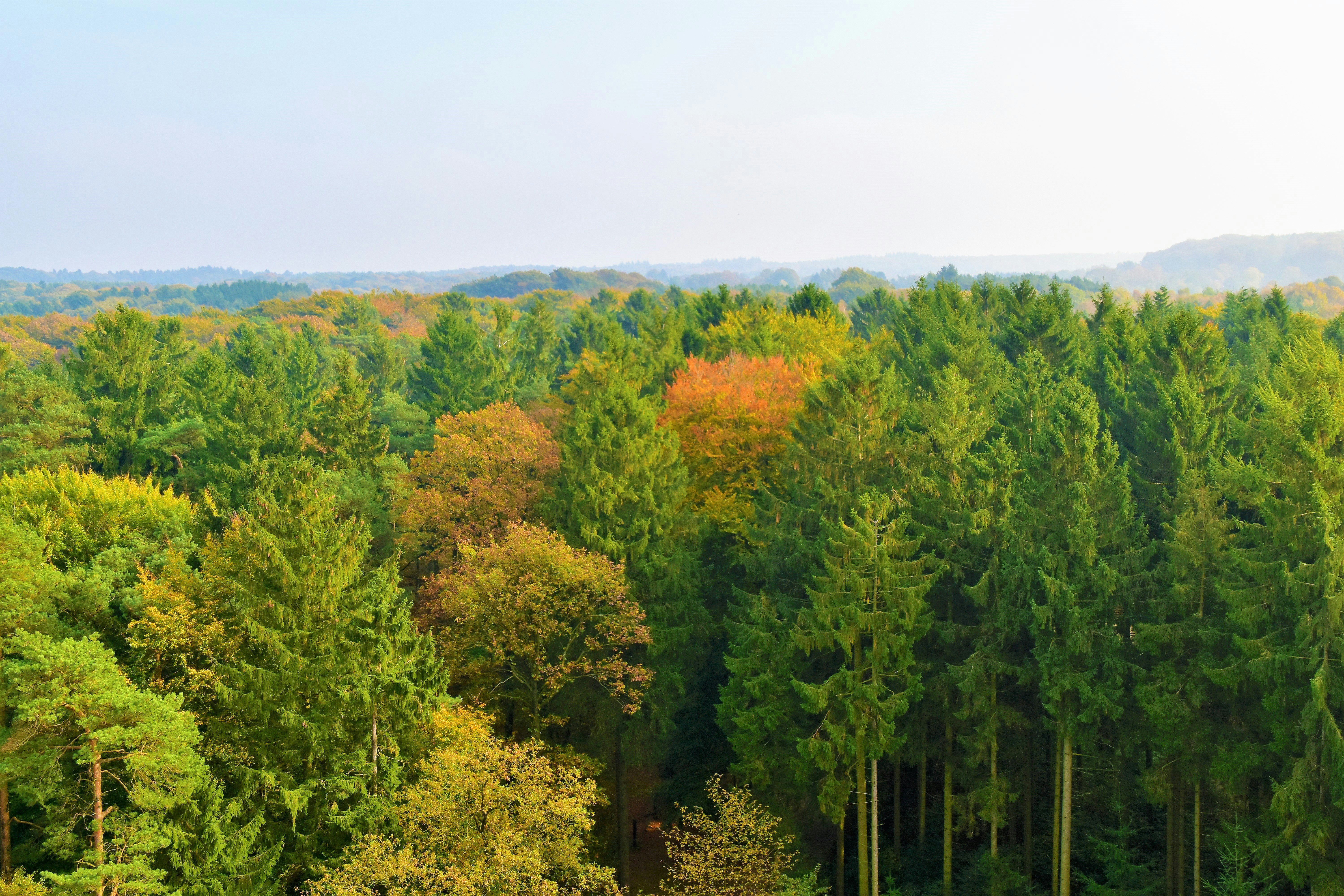 treeline during daytime