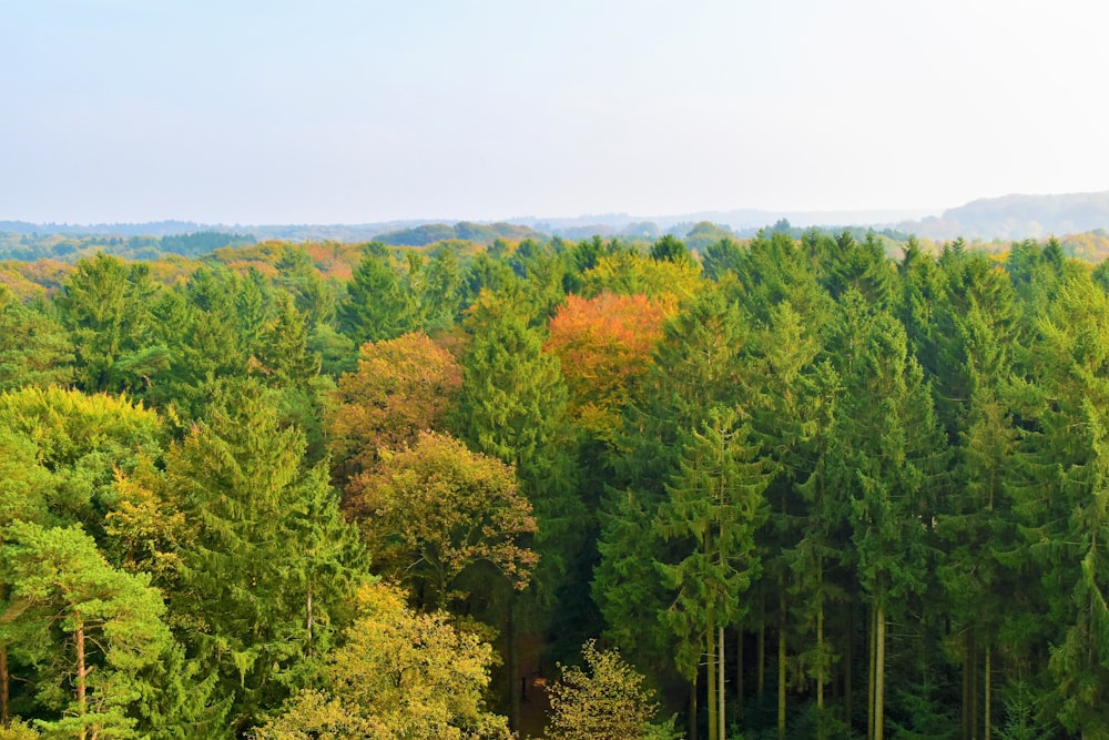 treeline during daytime