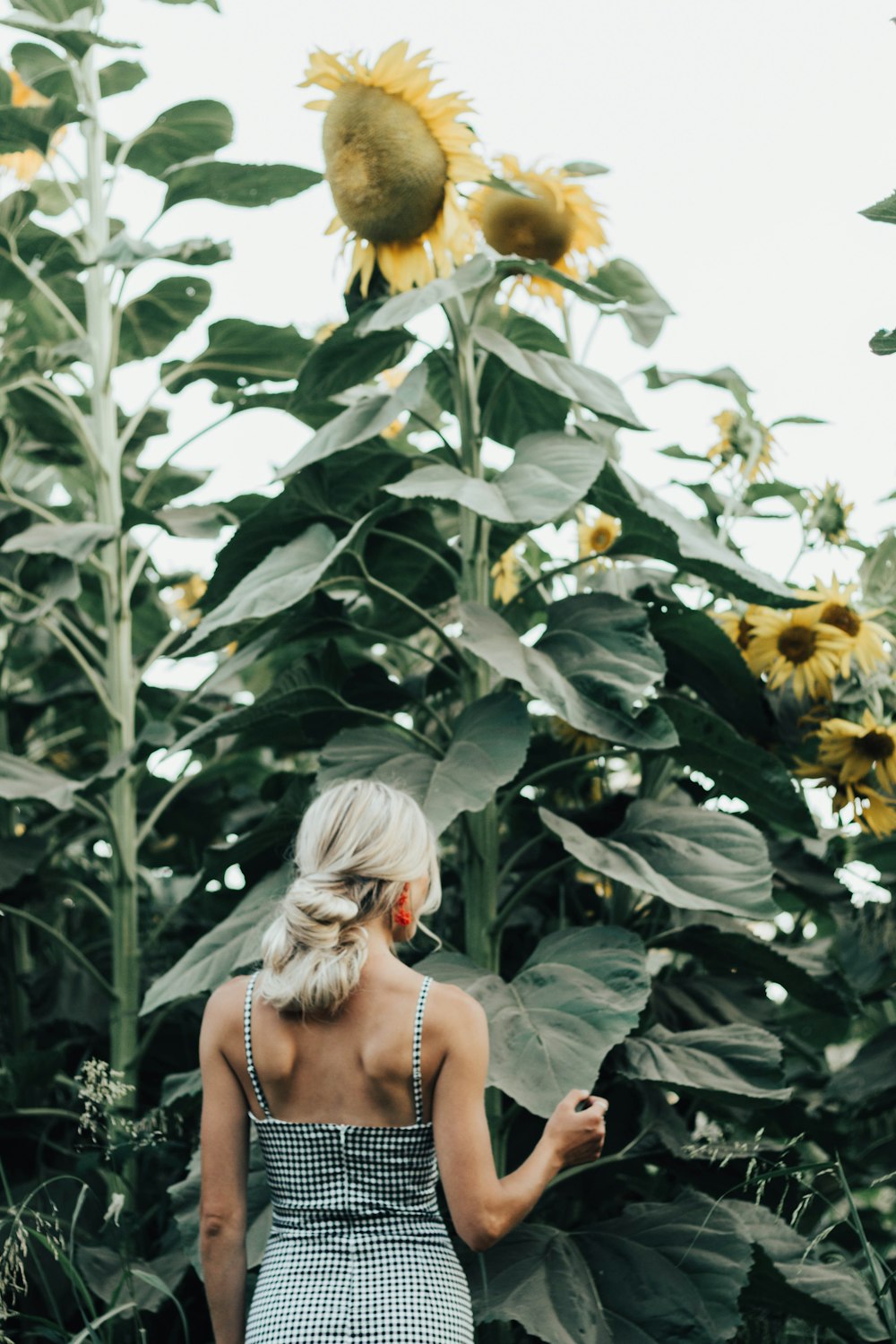 Frau steht am Sonnenblumenfeld
