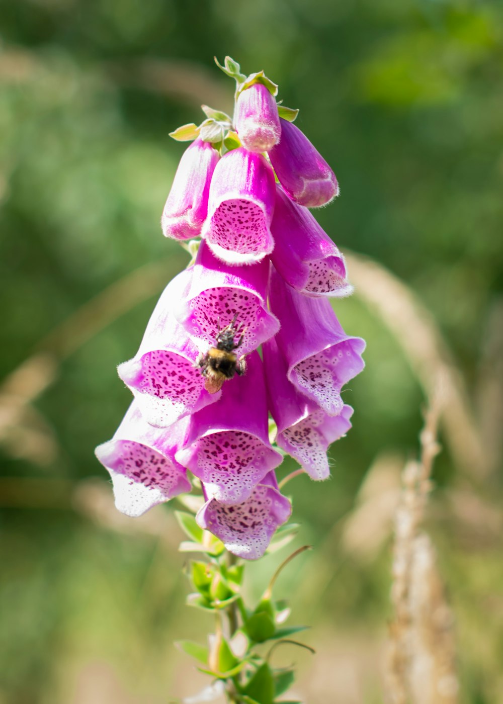 クローズアップ写真のピンクの花