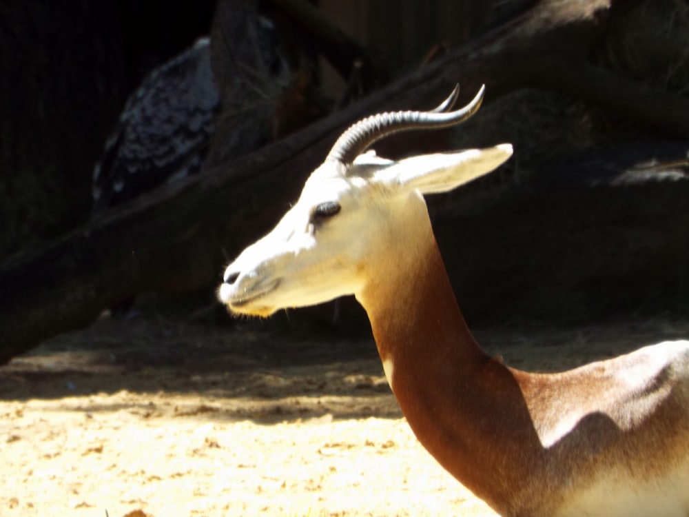 brown and white antelope