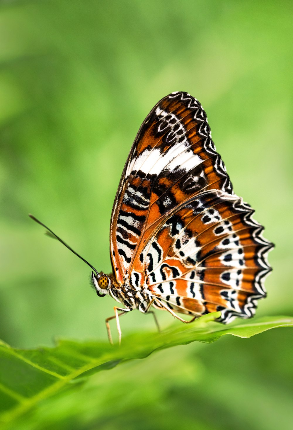 borboleta rendilhada leopardo empoleirada em planta de folhas verdes