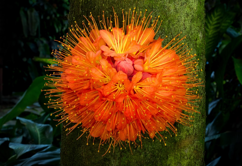 close-up photo of yellow petal flower on tree trunk