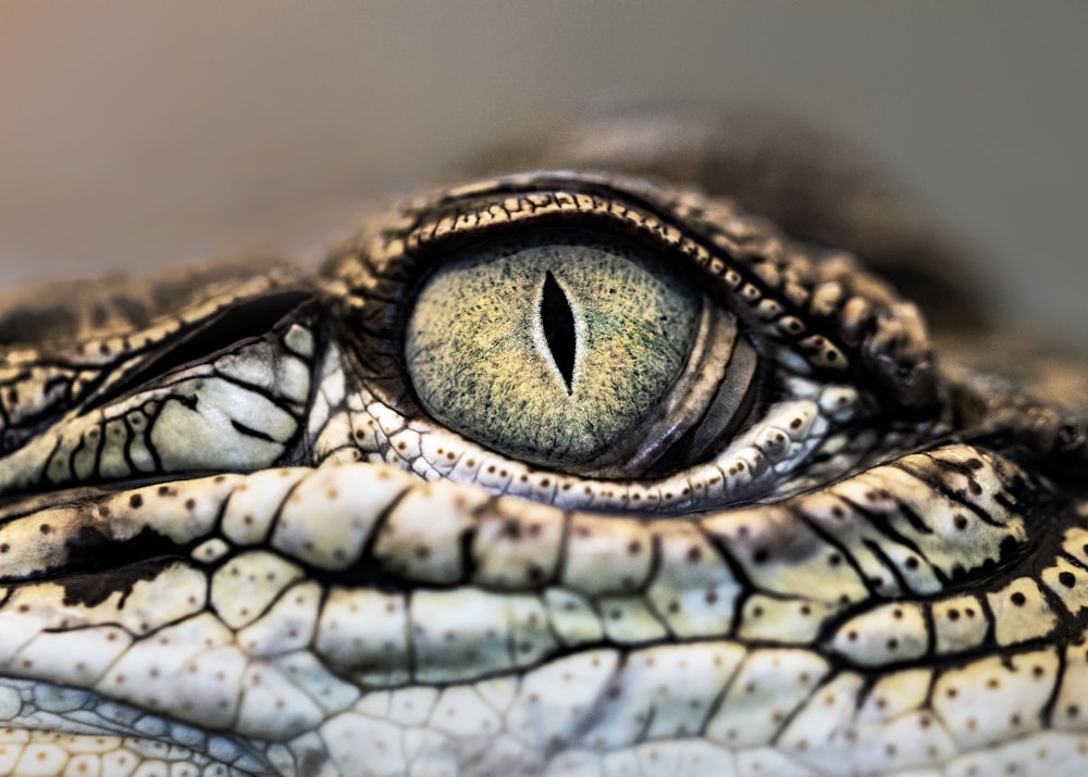 fotografia macro do olho do crocodilo