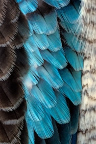 black and blue feather