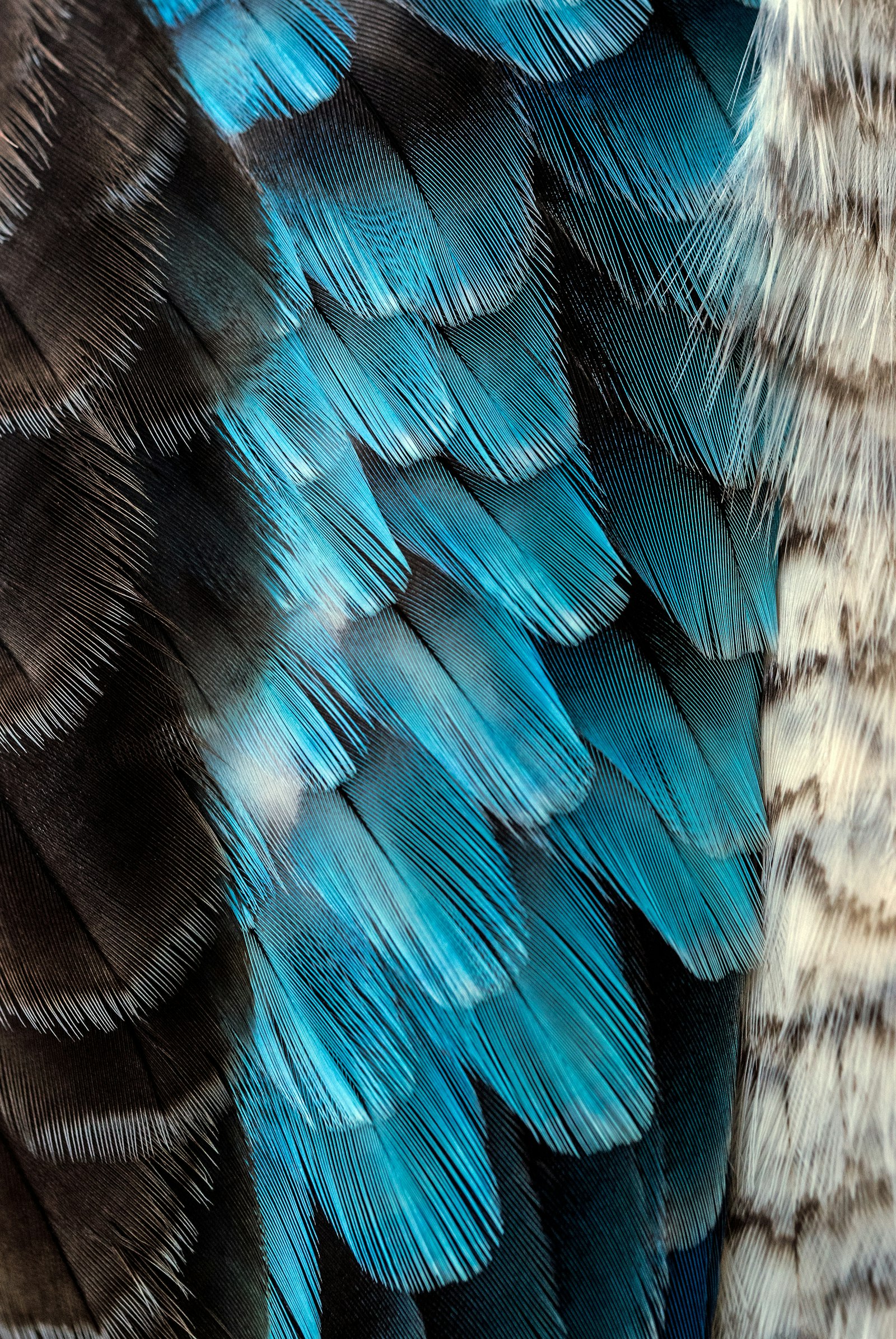 Nikon D750 + Tamron SP 90mm F2.8 Di VC USD 1:1 Macro (F004) sample photo. Black and blue feather photography