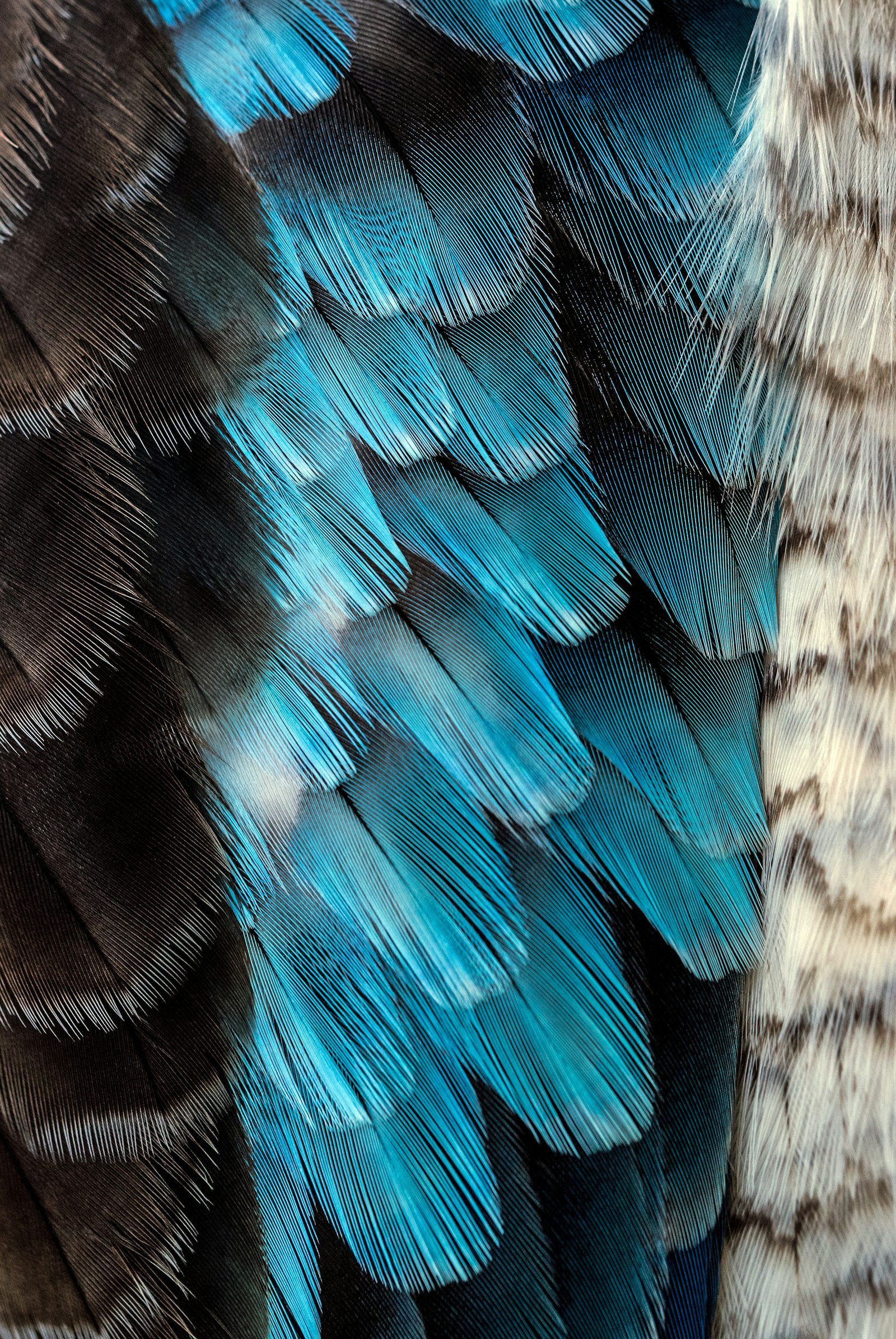 Tamron SP 90mm F2.8 Di VC USD 1:1 Macro (F004) sample photo. Black and blue feather photography