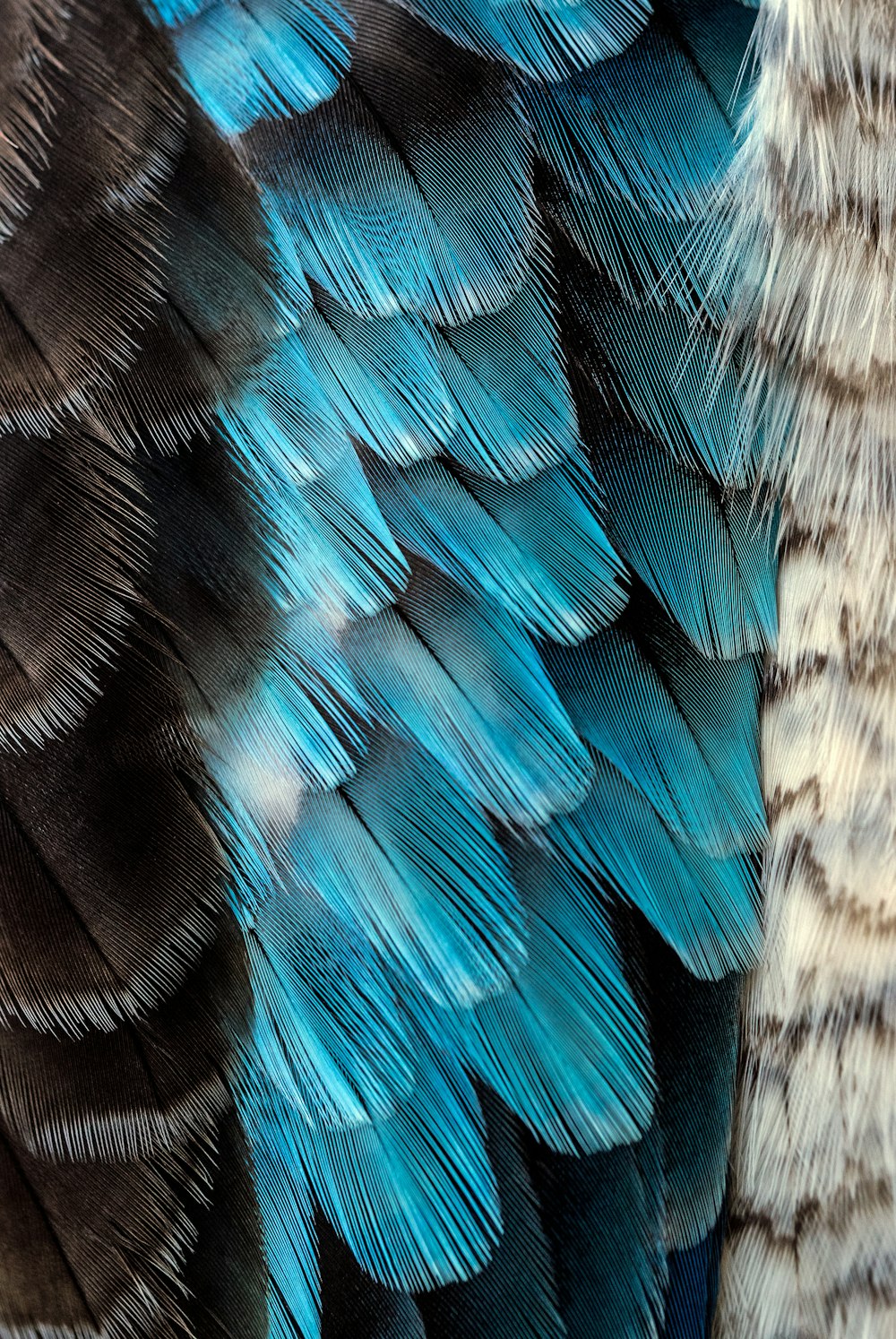 black and blue feather