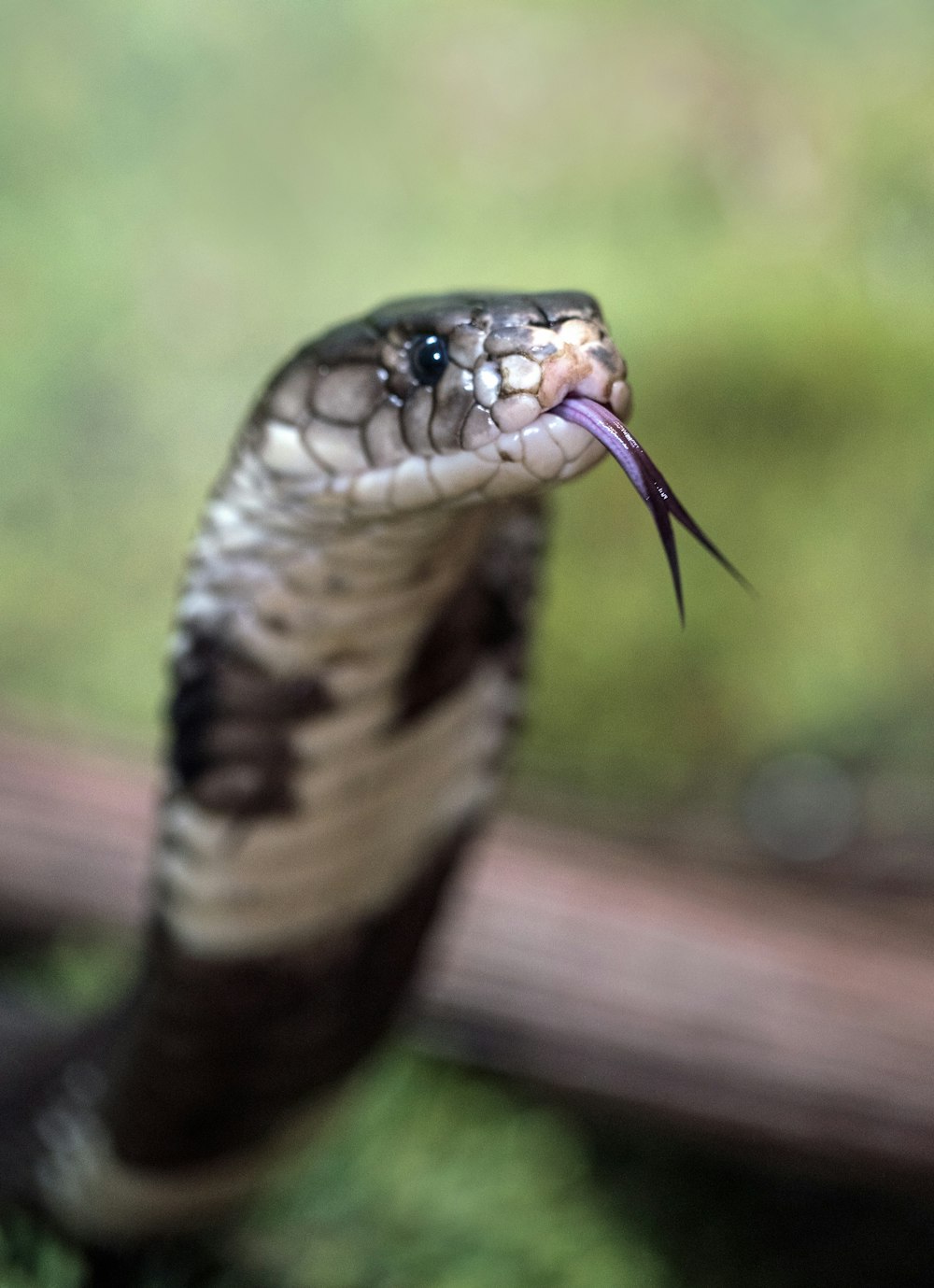 selective focus photography of snake