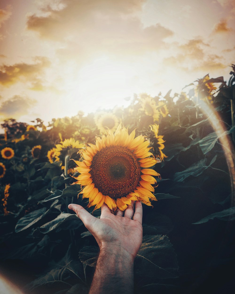 yellow sunflower field during sunny day