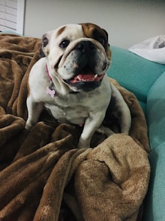 A bulldog is sitting on a soft, fluffy brown blanket with its mouth open, appearing to smile. The background includes a teal couch and part of a cushion.